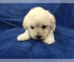 Small Photo #38 Poodle (Toy) Puppy For Sale in SAFFORD, AZ, USA