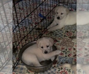 Golden Labrador Puppy for sale in FLORENCE, CO, USA