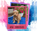 Image preview for Ad Listing. Nickname: Aria