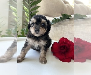 Poodle (Toy) Puppy for sale in EASLEY, SC, USA