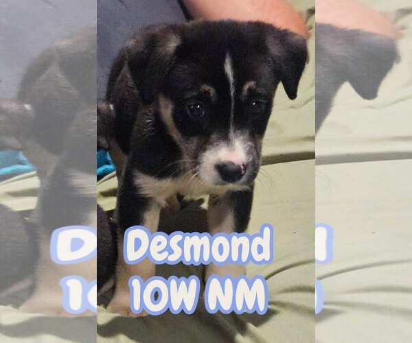 Medium Photo #1 Mutt Puppy For Sale in The Woodlands, TX, USA