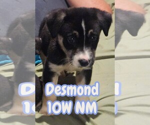 Mutt Dogs for adoption in The Woodlands, TX, USA