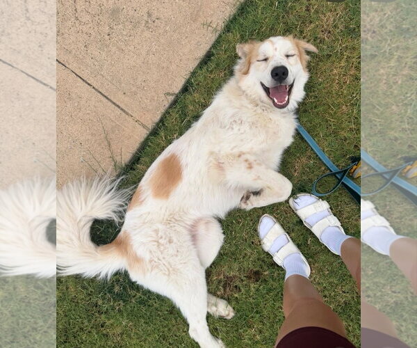Medium Photo #3 Great Pyrenees-Unknown Mix Puppy For Sale in Dallas, TX, USA