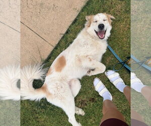 Valentino - Male Great Pyrenees-Unknown Mix Dog for Adoption - Photo #3