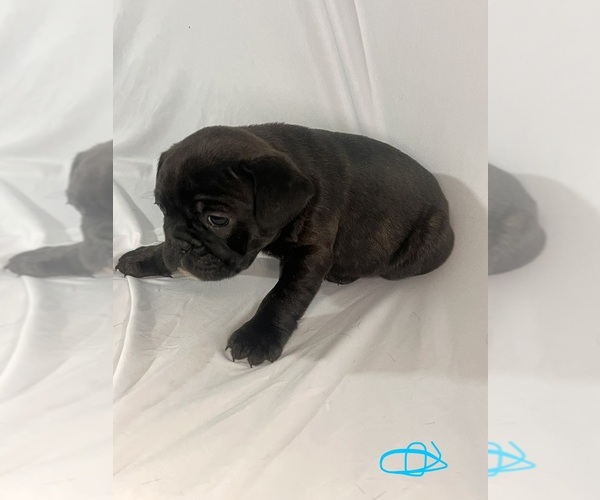 Medium Photo #8 French Bulldog Puppy For Sale in JOLIET, IL, USA