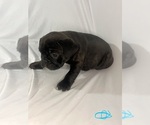 Small #7 French Bulldog