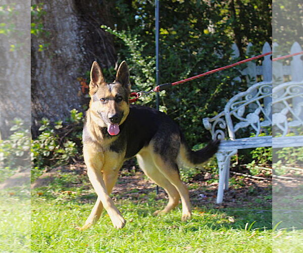 Medium Photo #2 German Shepherd Dog Puppy For Sale in Holly Hill, SC, USA