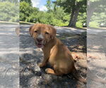 Small #3 Mutt