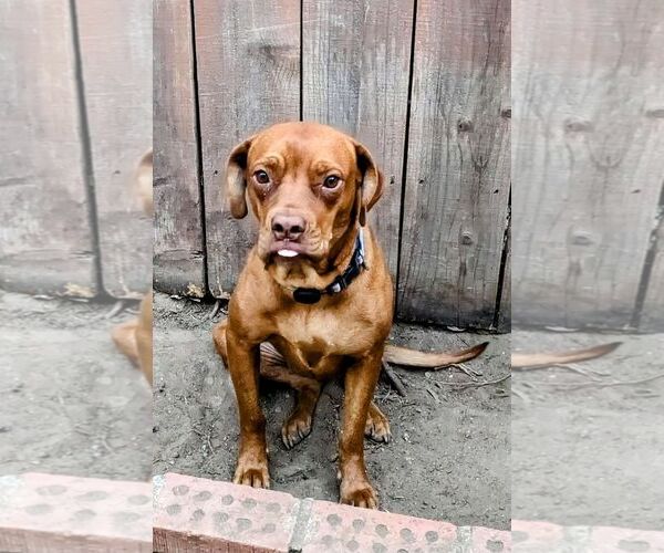 Medium Photo #5 Unknown-Vizsla Mix Puppy For Sale in San Diego, CA, USA