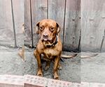 Small #4 Vizsla Mix