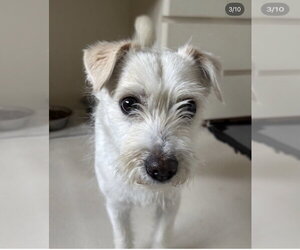 Jack Russell Terrier-Unknown Mix Dogs for adoption in Agoura Hills, CA, USA