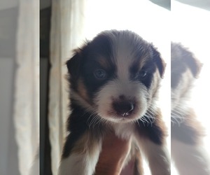 Miniature Australian Shepherd Puppy for sale in WILLIAMSBURG, CO, USA