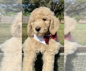 Goldendoodle Puppy for sale in LAKELAND, FL, USA