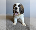 Small Photo #8 Saint Bernard Puppy For Sale in PALM COAST, FL, USA