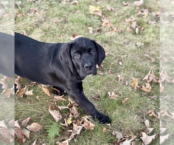 Medium Photo #3 Cane Corso Puppy For Sale in NEWTON, NJ, USA