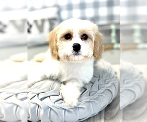 Cavachon Puppy for sale in MARIETTA, GA, USA