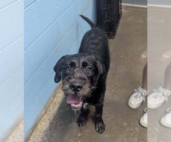 Medium Photo #7 Mutt Puppy For Sale in Evansville, IN, USA