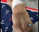 Small Photo #2 Pembroke Welsh Corgi Puppy For Sale in MANSFIELD, MO, USA