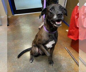 Mutt Dogs for adoption in Rockaway, NJ, USA