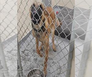 Mutt Dogs for adoption in Anchorage, AK, USA