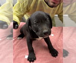 Small Mutt
