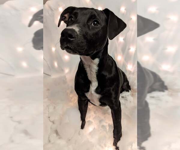 Medium Photo #5 Bull Terrier-Labrador Retriever Mix Puppy For Sale in Ocean Springs, MS, USA
