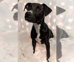 Small #4 Bull Terrier-Labrador Retriever Mix