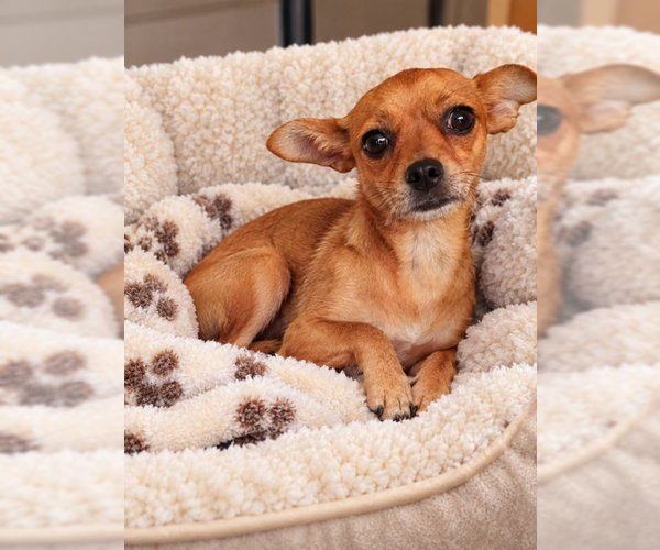 Medium Photo #1 Chihuahua Puppy For Sale in MIDWAY, UT, USA