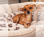 Fancy - Female Chihuahua Dog for Adoption - Small photo