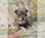 Small #4 Chihuahua