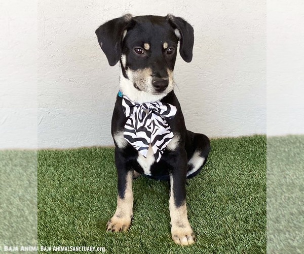 Medium Photo #3 Australian Kelpie-Labrador Retriever Mix Puppy For Sale in San Diego, CA, USA