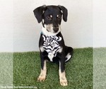 Small #2 Australian Kelpie-Labrador Retriever Mix