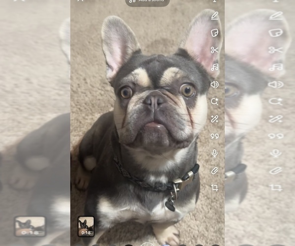 Medium Photo #1 Faux Frenchbo Bulldog Puppy For Sale in LUTZ, FL, USA