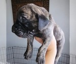 Small Photo #51 Daniff-Neapolitan Mastiff Mix Puppy For Sale in MONTEVIEW, ID, USA
