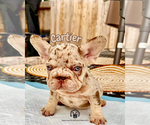 Small #3 French Bulldog