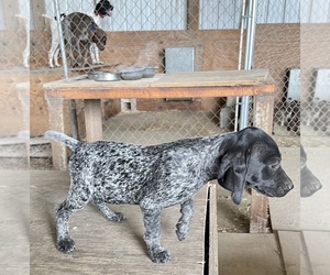 German Shorthaired Pointer Puppy for sale in WARSAW, NC, USA