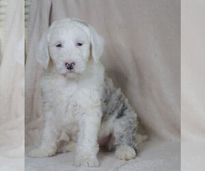 Old English Sheepdog-Poodle (Miniature) Mix Puppy for sale in FREDERICKSBG, OH, USA