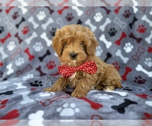 Cavapoo (Miniature) Puppy for sale in LAKELAND, FL, USA