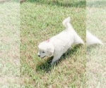 Small Photo #11 Great Pyrenees Puppy For Sale in MCALLEN, TX, USA