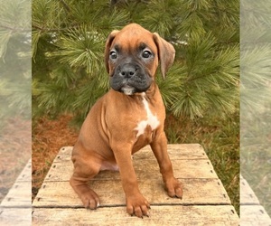Boxer Puppy for sale in MIDDLEBURY, IN, USA