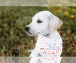 Small #2 Labbe
