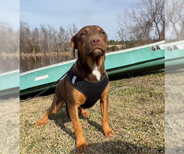 Medium Photo #10 Bulldog-Labrador Retriever Mix Puppy For Sale in Tarrytown, GA, USA