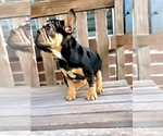 Small #1 French Bulldog