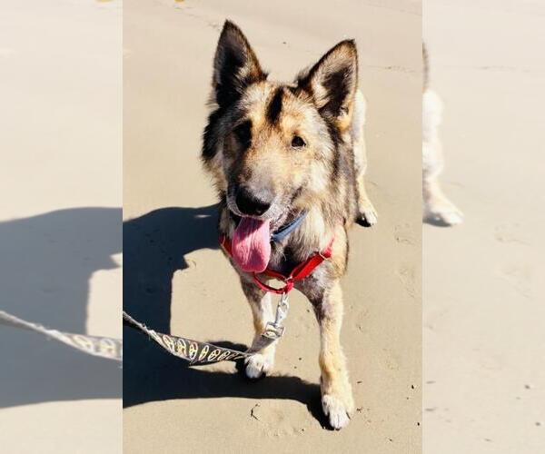 Medium Photo #2 German Shepherd Dog Puppy For Sale in Santa Barbara, CA, USA