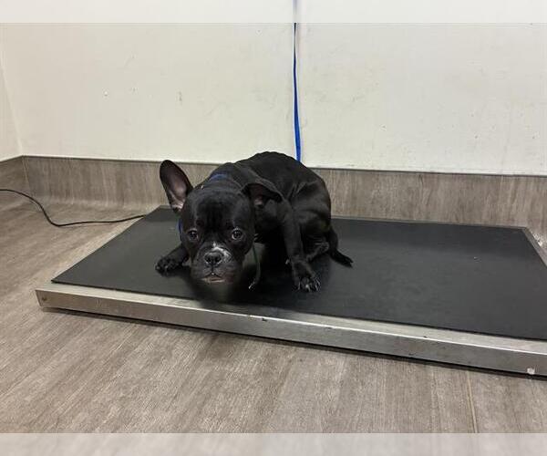Medium Photo #1 French Bulldog Puppy For Sale in Pasadena, CA, USA