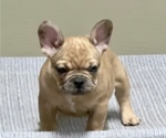 Small #2 French Bulldog