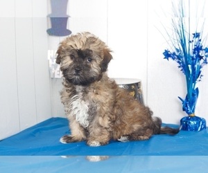 Shih Tzu Puppy for sale in MOUNT VERNON, OH, USA