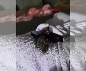 Freida - Female Miniature Pinscher-Unknown Mix Dog for Adoption - Photo #3