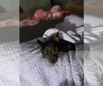 Small Photo #3 Miniature Pinscher-Unknown Mix Puppy For Sale in Orlando, FL, USA
