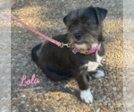 Lola #plush-toy-litter - Female Jack Chi Dog for Adoption - Small photo